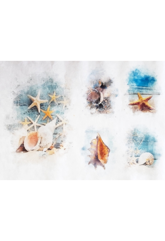 Rizspapír-tengeri csillag, csigák