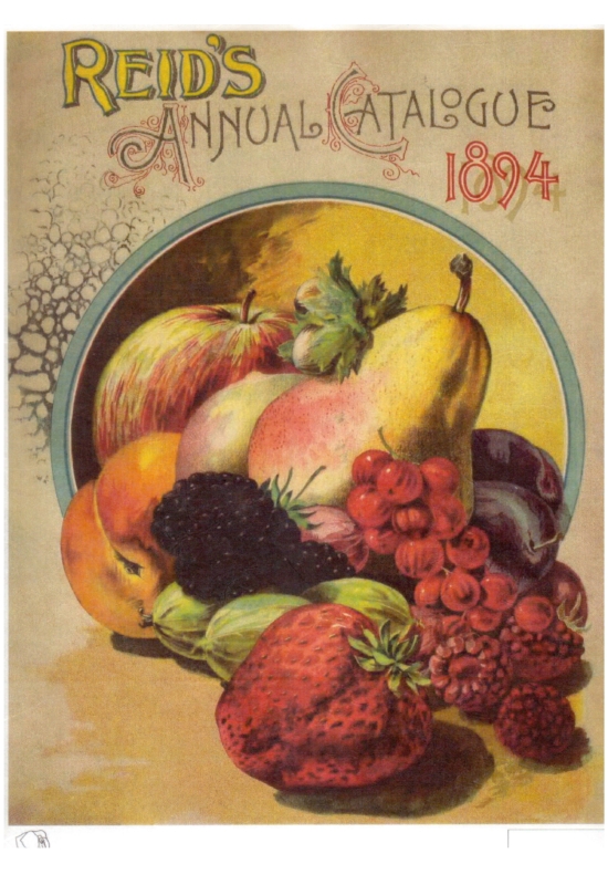 Rizspapír -vegyes gyümölcs